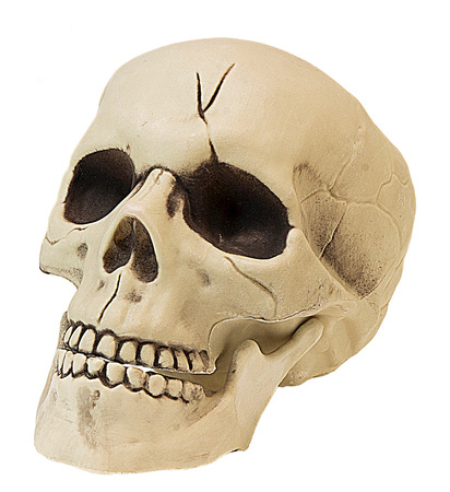 CZASZKA PLASTIKOWA Z RUCHOMĄ SZCZĘKĄ 21 CM 