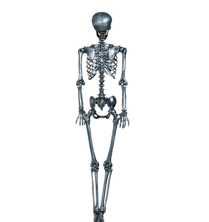 SZKIELET KOŚCIOTRUP 160 CM SREBRNY