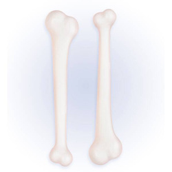 ZESTAW KOŚCI JASKINIOWCA