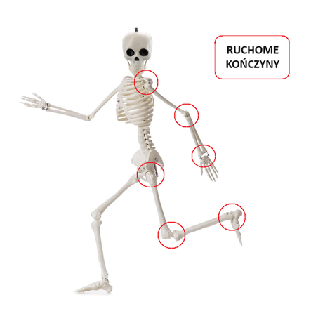 DEKORACJA SZKIELET 40 CM