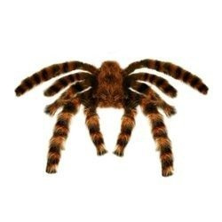 PAJĄK CZARNO BRĄZOWY