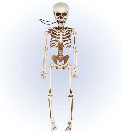 KOŚCIOTRUP WISZĄCY 40 CM