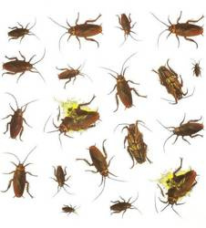 NAKLEJKI KARALUCHY 20 SZT.