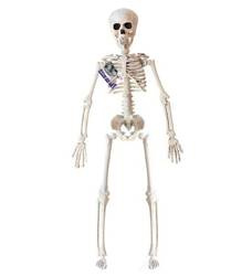 KOŚCIOTRUP WISZĄCY 40 CM