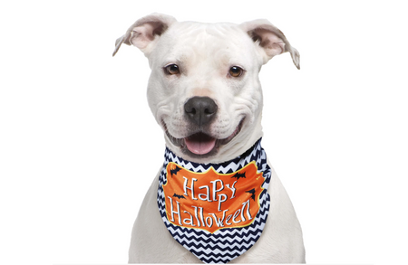 Banda dla zwierząt halloween