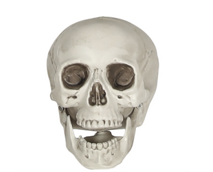 CZASZKA PLASTIKOWA Z RUCHOMĄ SZCZĘKĄ 16 CM