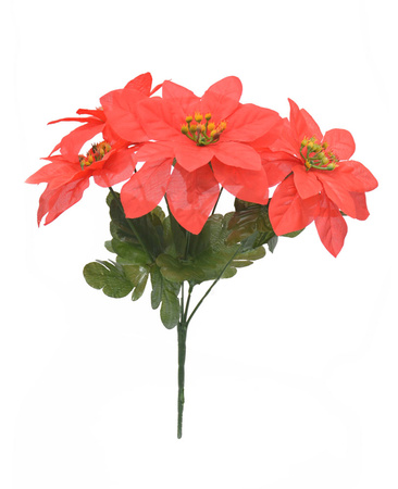 GWIAZDA BETLEJEMSKA BUKIET