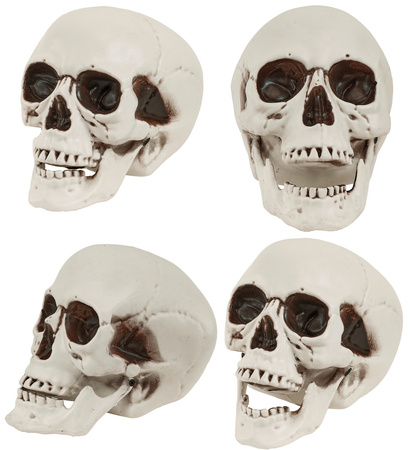 CZASZKA Z RUCHOMĄ SZCZĘKĄ 12 CM