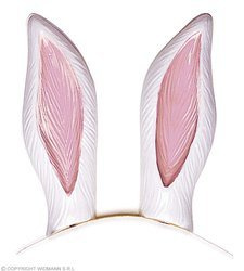 USZY ZAJĄC NA OPASCE