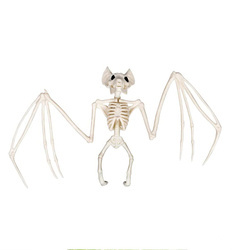 SZKIELET NIETOPERZA 30 x 17 CM