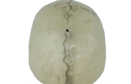 CZASZKA Z RUCHOMĄ SZCZĘKĄ 13 CM HALLOWEEN