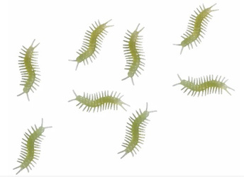 STONOGI FLUORESCENCYJNE 8 SZT 6 CM