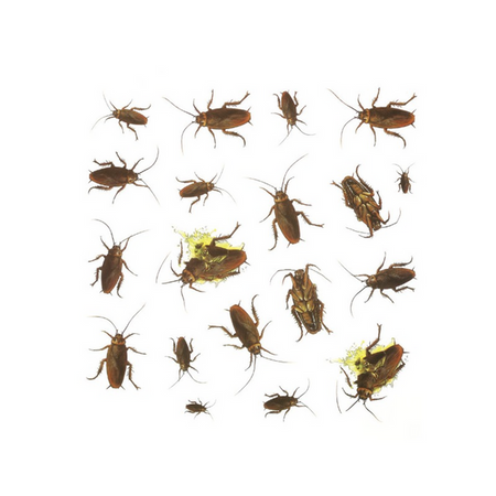 NAKLEJKI KARALUCHY 20 SZT.