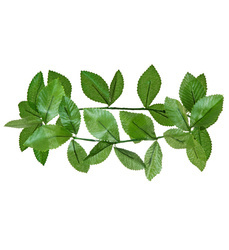 ZIELONE LISCIE LAUROWE