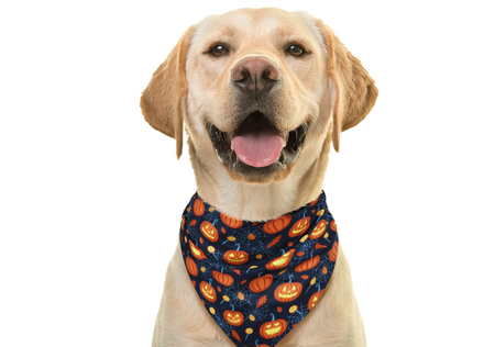 Banda dla zwierząt halloween