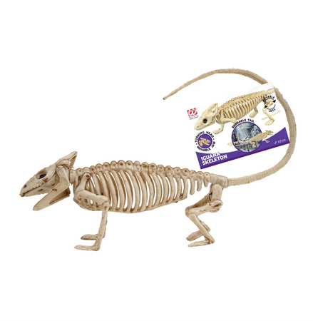 SZKIELET IGUANY 43 CM