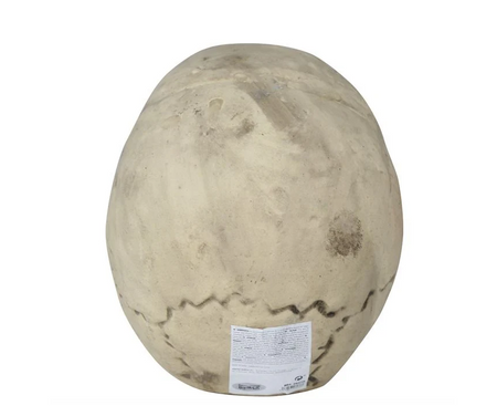 CZASZKA 32 CM HALLOWEEN