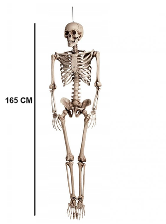 DEKORACJA SZKIELET 165 CM